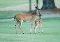 Doe and fawn on the golf course.jpg